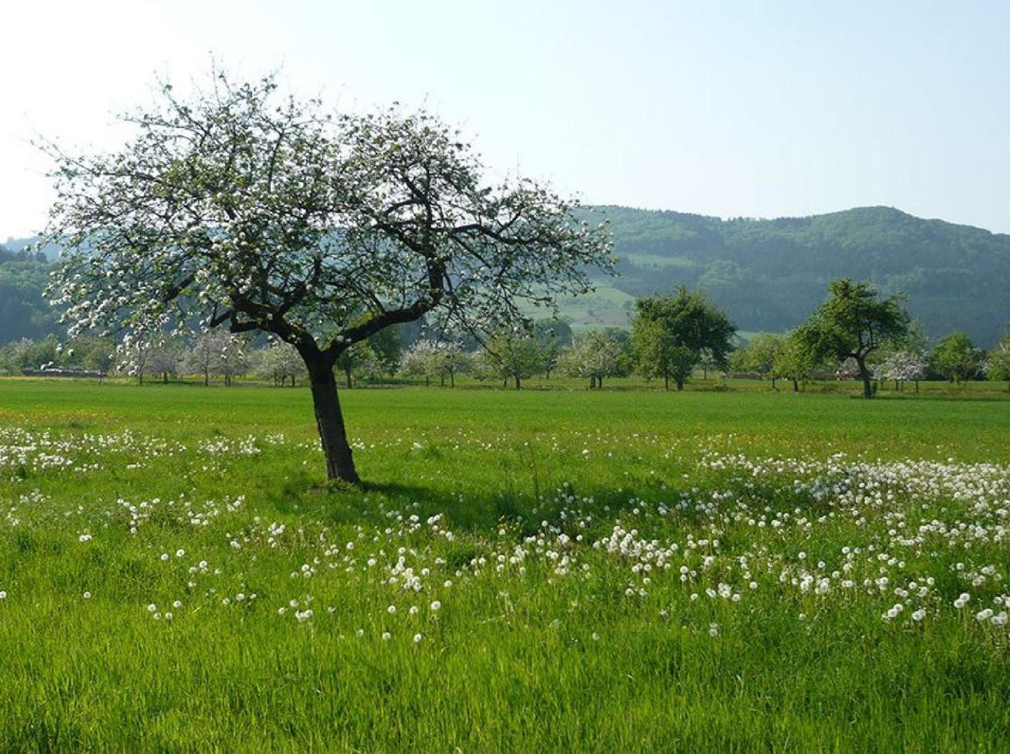 Ziegelhof Διαμέρισμα Schuttertal Εξωτερικό φωτογραφία